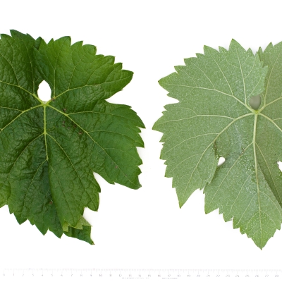VIVC22828 CALARDIS BLANC Mature leaf 17606